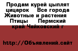 Продам курей цыплят,цицарок. - Все города Животные и растения » Птицы   . Пермский край,Чайковский г.